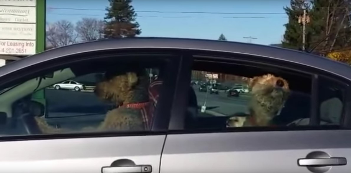 Dejan a dos perros dentro del coche y ellos se vengan a su manera